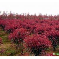 精品《紅葉石楠》