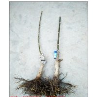 [麻核桃家園]- 出售2015年3-5公分文玩核桃成品樹苗