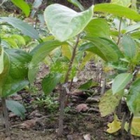 核桃苗、棗樹苗、山楂苗、柿子苗