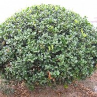 無刺枸骨樹、無刺枸骨小苗價格、無刺枸骨樹價格