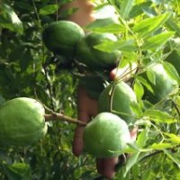 特價清場文冠果 火炬 優(yōu)質(zhì)苗木