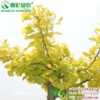 金葉銀杏 江西金葉銀杏苗圃 金葉銀杏價格 綠化小苗 金葉銀杏