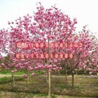 大量供應(yīng) 紫玉蘭小苗 白玉蘭 紅玉蘭 黃玉蘭苗 玉蘭花