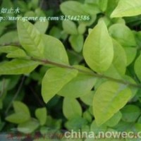 供應(yīng)綠化小苗