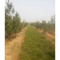 出售2000多棵8——12公分國槐