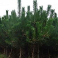 1-3公分黑松、油松、側(cè)柏10萬棵