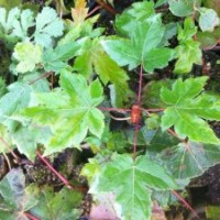 山東青島秋火焰 臨沂秋火焰 泰安秋火焰 浙江秋火焰 美國秋火焰