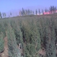 出售檜柏，高0.4-1.5米