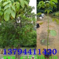 秋楓樹苗 秋楓價(jià)格 秋楓種苗 秋楓小苗