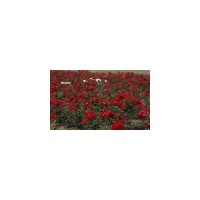 供應(yīng) 月季 豐花月季