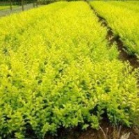 供應(yīng) 金葉女貞 衛(wèi)矛 紅葉石楠