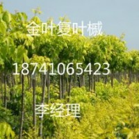 主要經(jīng)營品種有. 金葉復(fù)葉槭，五角楓，紫葉稠李，紅葉李，金葉榆