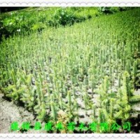 10-20公分 營養(yǎng)袋云杉 成活率高