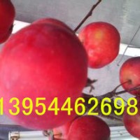 北美海棠新品種北美之王海棠