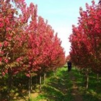 3-6公分絢麗海棠、西府海棠、冬紅海棠、亞當(dāng)海棠、王族海棠