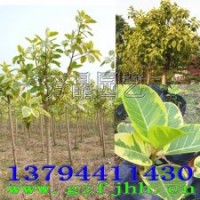 高山榕苗 花葉高山榕苗 花葉高山榕樹苗 富貴榕苗