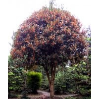 大量供應(yīng)桂花8-15公分