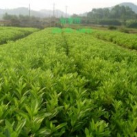 綠化苗木桂花樹、杜鵑，金葉女貞，桂花苗、樂昌含笑，深山含笑，