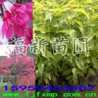 山櫻花苗 福建山櫻花苗 云南山櫻花苗