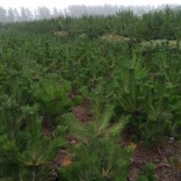 1.5米高黑松工程苗2014年秋季大量供應(yīng)