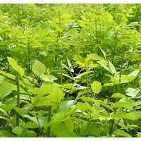 白蠟苗 優(yōu)質白蠟苗 供應白蠟苗