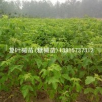 未來城市綠化主要用苗復葉槭苗