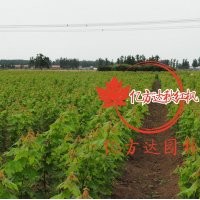 美國(guó)紅楓秋火焰小樹(shù)苗