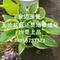 珍稀玉簪品種金邊玉簪苗金邊玉簪花苗批發(fā)