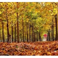 晴虹苗木優(yōu)質(zhì)美國紅楓,美國紅楓小苗預(yù)售中