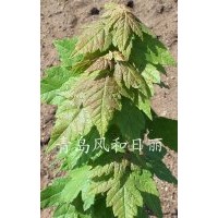 銷售美國紅楓紅點紅楓扦插苗