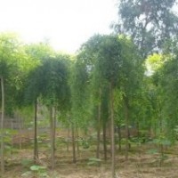龍爪槐小苗價格_龍爪槐圖片