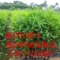 大量批發(fā)竹節(jié)樹苗（別名：鵝腎木苗、鵝山木苗、和順木苗、山竹黎