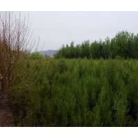 長期供應工程綠化苗木 膠東衛(wèi)矛，水蠟，丁香（大量），紅葉小檗