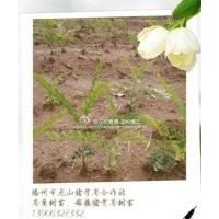 供應皂角樹苗，豬牙皂角樹苗，皂角小苗，滕州市皂角合作社