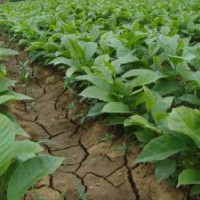 玉蘭價(jià)格_紅白黃紫玉蘭樹