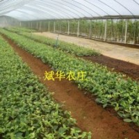 供多種規(guī)格的金花茶苗、盆景、嫁接枝和扦插枝條