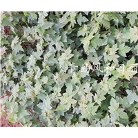 供應美國紅楓秋紅楓扦插小苗