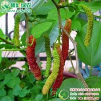 臺(tái)灣超級(jí)長果桑 優(yōu)質(zhì)櫻桃小苗供應(yīng)批發(fā)零售