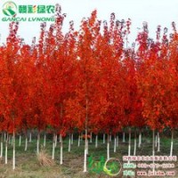美國改良紅楓 夕陽紅楓 紅楓小苗供應(yīng)批發(fā)零售|江西綠農(nóng)
