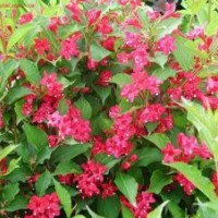 繡線菊，錦帶花，連翹