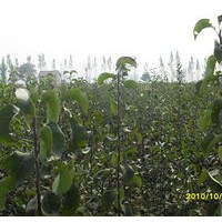 柿子苗，山楂苗,皂角，國(guó)槐，刺槐，核桃苗，垂柳2-6公分