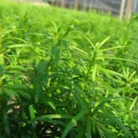 紅豆杉青楓紅楓桂花香樟杜英羅漢松紫薇濕地松馬尾松江南榿木楓香