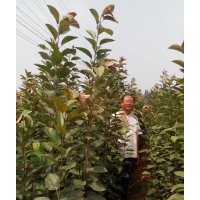 北美海棠、西府海棠苗