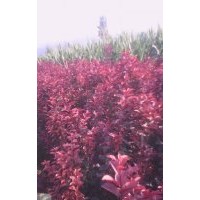 葉李批發(fā)@精品紅葉李紫葉李