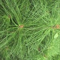 華山松山西華山松小苗容器袋華山松小苗華山松種子