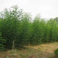 國槐苗1-2年生國槐苗速生國槐苗雙季槐國槐種子