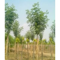 出售速生白蠟10萬棵