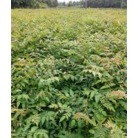 江西1-2公分無患子，欒樹，大葉女貞