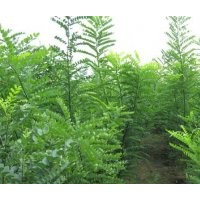 國(guó)槐小苗，山東國(guó)槐小苗供應(yīng)商，天銳苗木