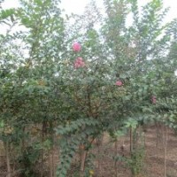 低價(jià)處理百日紅